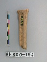 藏品(獸骨殘骸)的圖片